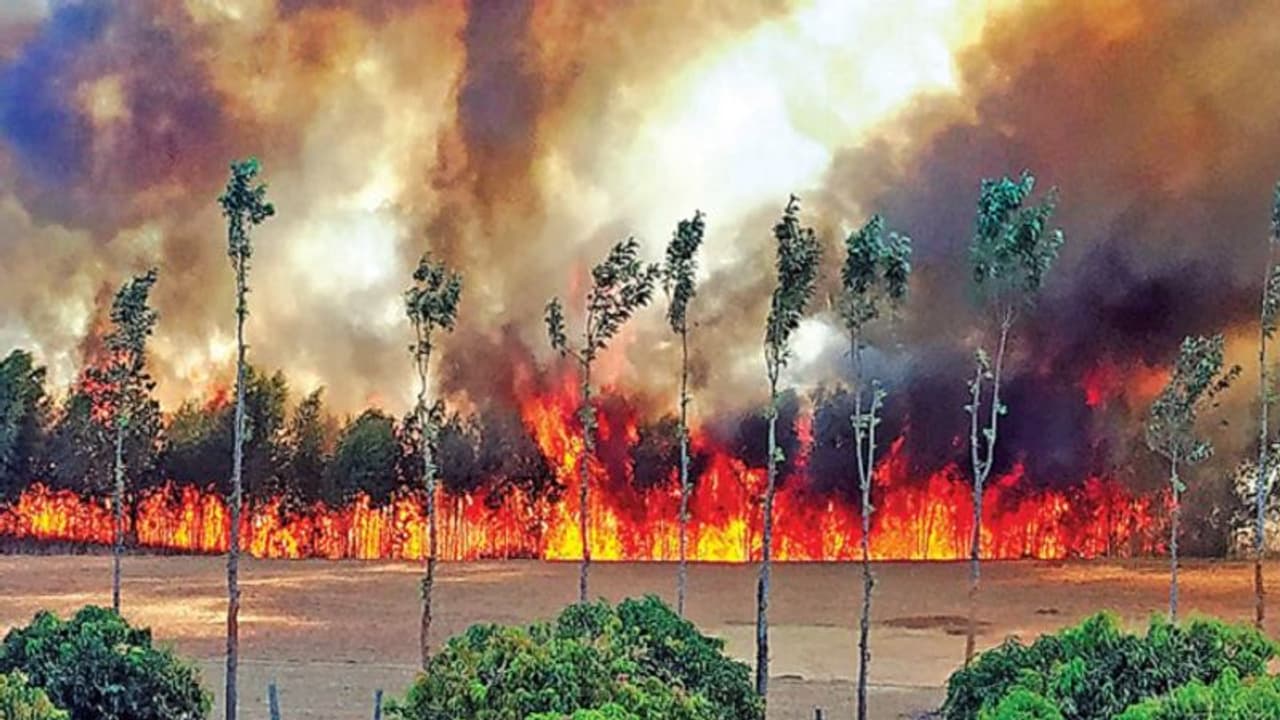 ಬಂಡೀಪುರದ 8650 ಎಕರೆ ಭಸ್ಮ: ಇಲ್ಲಿ ಈ ಪ್ರಮಾಣದ ಅರಣ್ಯ ಹಾನಿ ಇದೇ ಮೊದಲು!