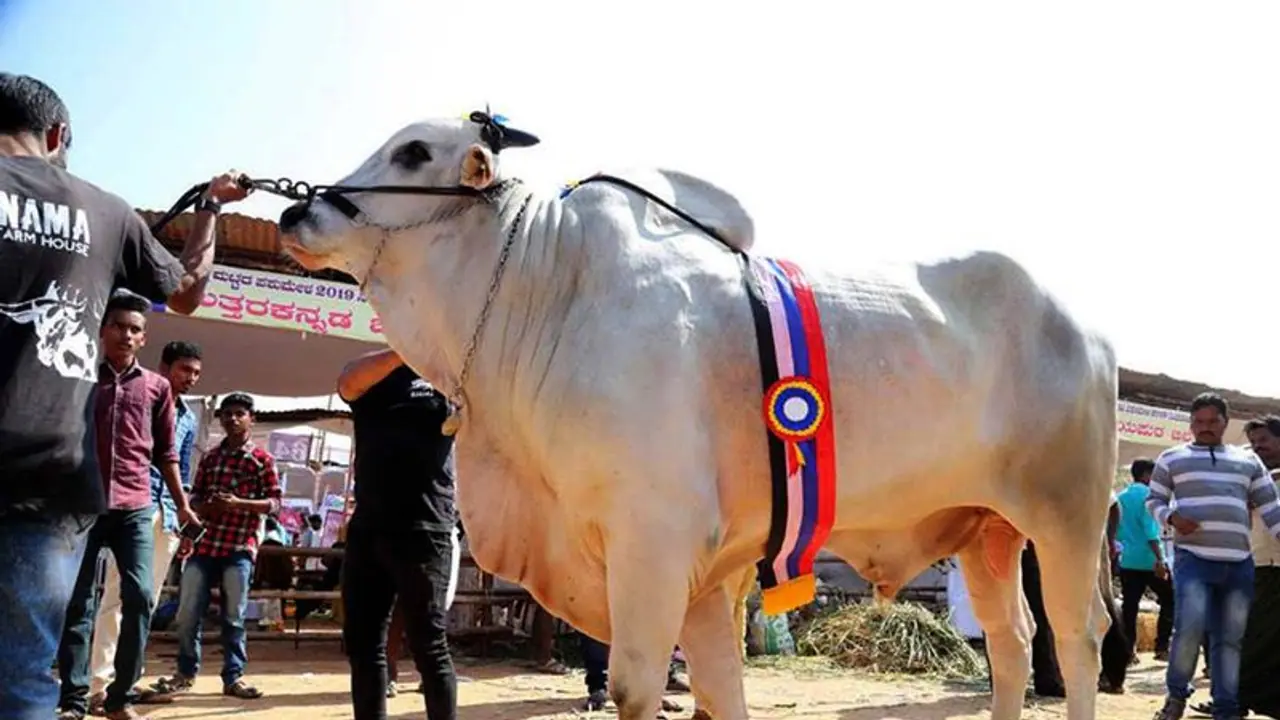 ಭಾರತದ ಏಕೈಕ ಸುಲ್ತಾನ ಈ ಹೋರಿ! ಭಾರತದ ಏಕೈಕ ಸುಲ್ತಾನ ಈ ಹೋರಿ!