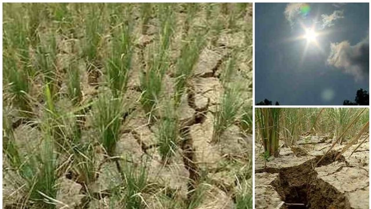 കരിഞ്ഞുണങ്ങി കുട്ടനാട്ടിലെ നെൽപ്പാടങ്ങൾ; കൃഷി ഉപേക്ഷിച്ച് കർഷകർ കരിഞ്ഞുണങ്ങി കുട്ടനാട്ടിലെ നെൽപ്പാടങ്ങൾ; കൃഷി ഉപേക്ഷിച്ച് കർഷകർ