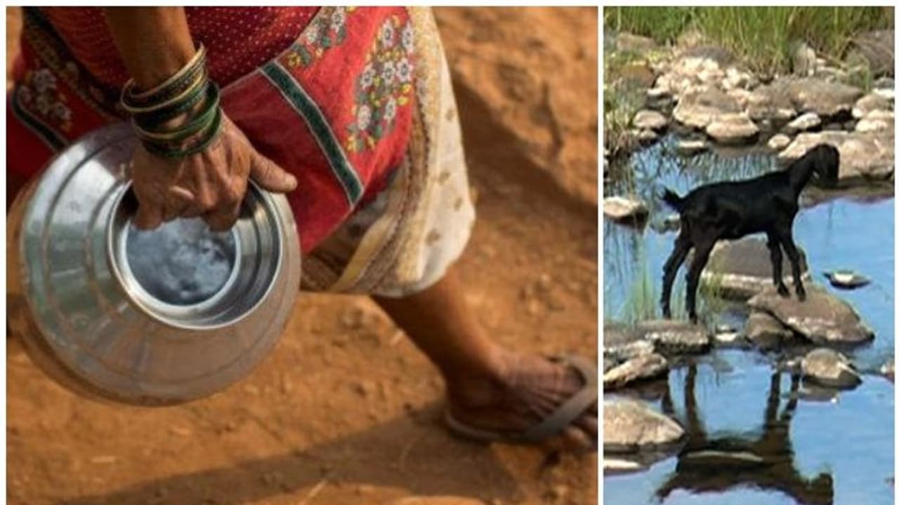 കടുത്ത ജലക്ഷാമം: ആടുകളെപ്പോലും പോറ്റാനാവാതെ അട്ടപ്പാടിവാസികൾ കടുത്ത ജലക്ഷാമം: ആടുകളെപ്പോലും പോറ്റാനാവാതെ അട്ടപ്പാടിവാസികൾ