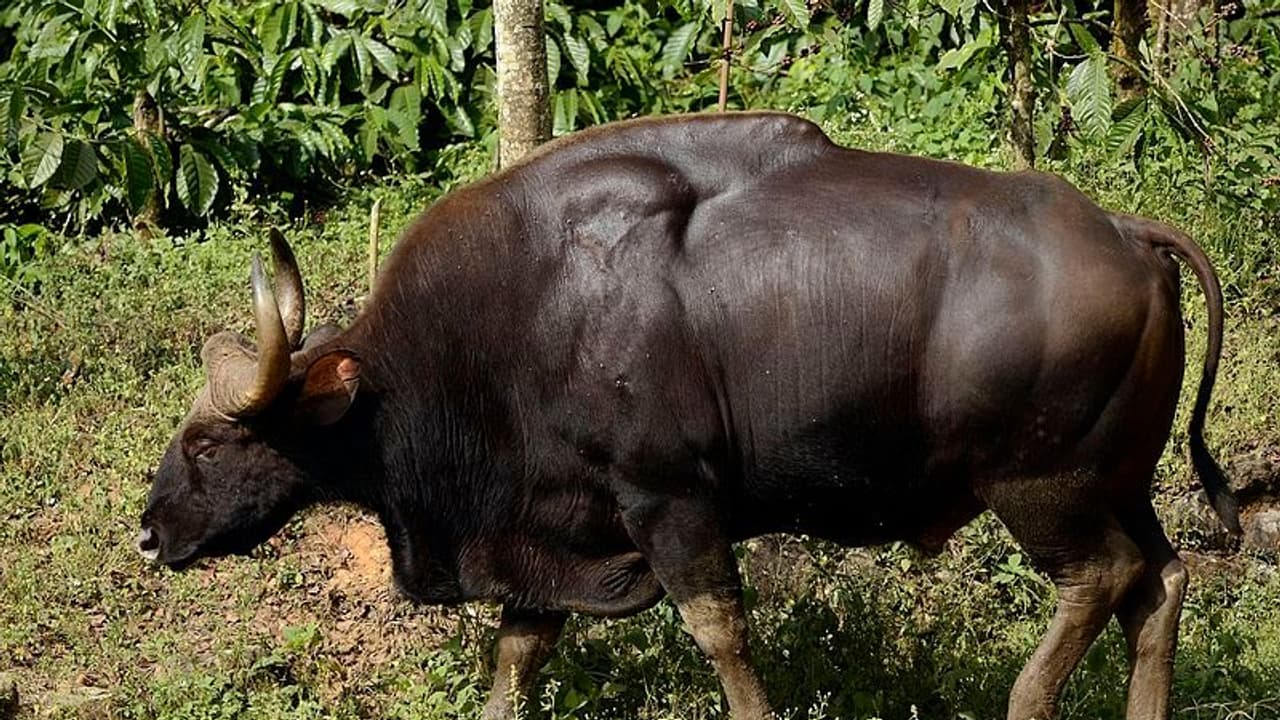 ಆನೆ ಆಯ್ತು ಈಗ ಕಾಡುಕೋಣಗಳ ಸರಣಿ ಸಾವು ಆನೆ ಆಯ್ತು ಈಗ ಕಾಡುಕೋಣಗಳ ಸರಣಿ ಸಾವು