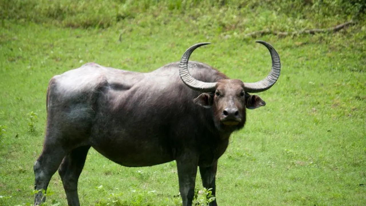 കാട്ടുപോത്തിന്റെ വെട്ടേറ്റ് മൂന്നാറില് ഏലം കര്ഷകന് മരിച്ചു കാട്ടുപോത്തിന്റെ വെട്ടേറ്റ് മൂന്നാറില് ഏലം കര്ഷകന് മരിച്ചു