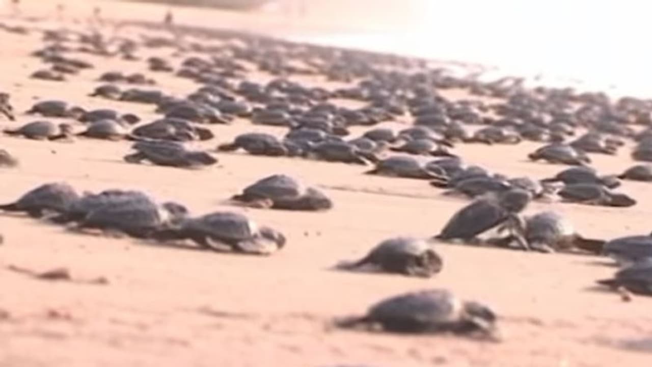 ಚಂಡಮಾರುತದ ಬಗ್ಗೆ ಆಮೆಗಳಿಗೆ ಸುಳಿವಿತ್ತೆ? ಚಂಡಮಾರುತದ ಬಗ್ಗೆ ಆಮೆಗಳಿಗೆ ಸುಳಿವಿತ್ತೆ?