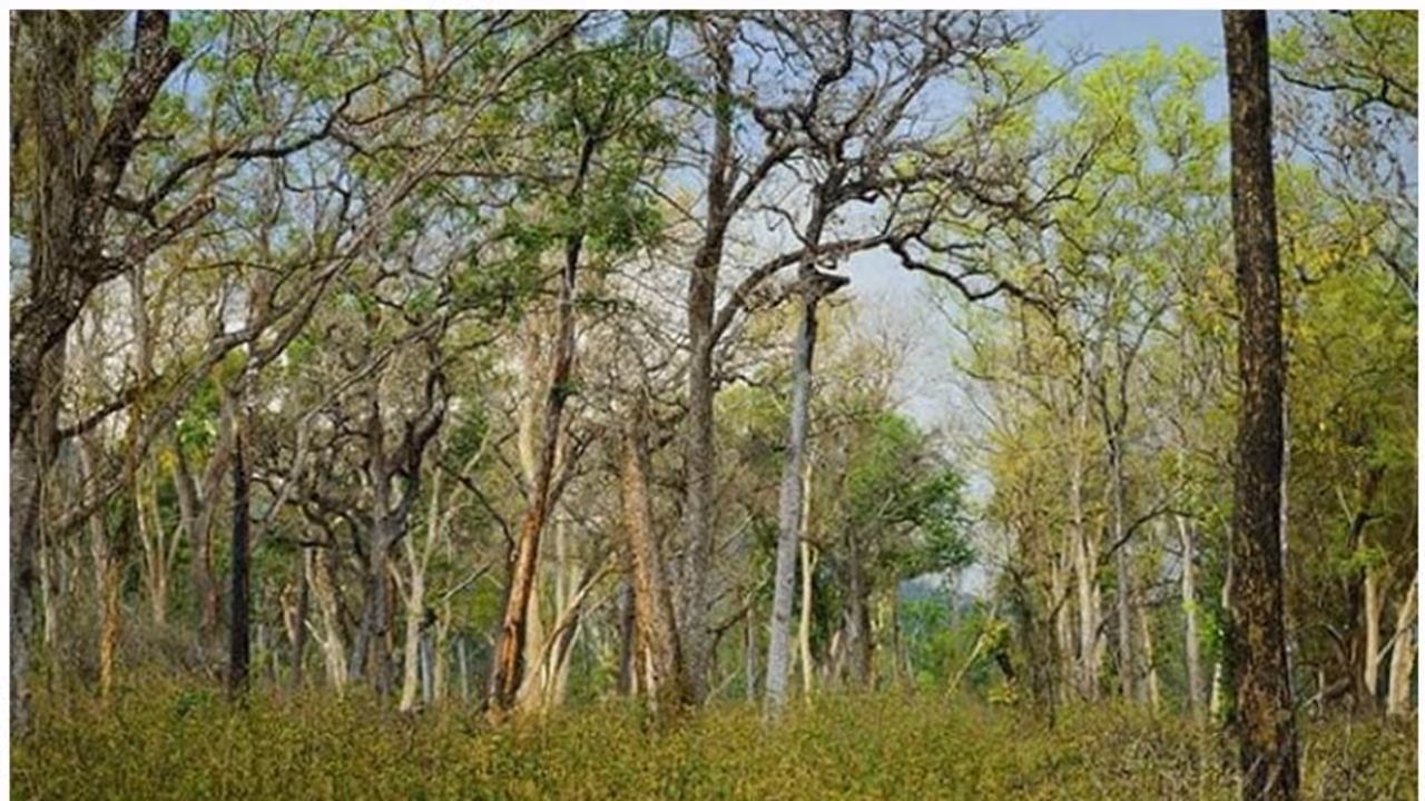 Officials order axing of 800 tress in Karnataka, Kumaraswamy directs team to abandon plan
