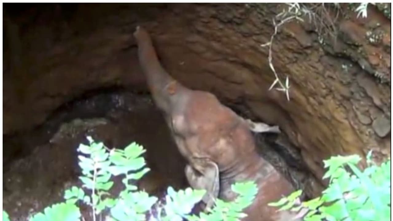 അടിതെറ്റിയ ആനക്കുട്ടി കിണറ്റിൽ വീണു; മണിക്കൂറുകൾ പാടുപെട്ട് നാട്ടുകാര് കരകയറ്റി അടിതെറ്റിയ ആനക്കുട്ടി കിണറ്റിൽ വീണു; മണിക്കൂറുകൾ പാടുപെട്ട് നാട്ടുകാര് കരകയറ്റി