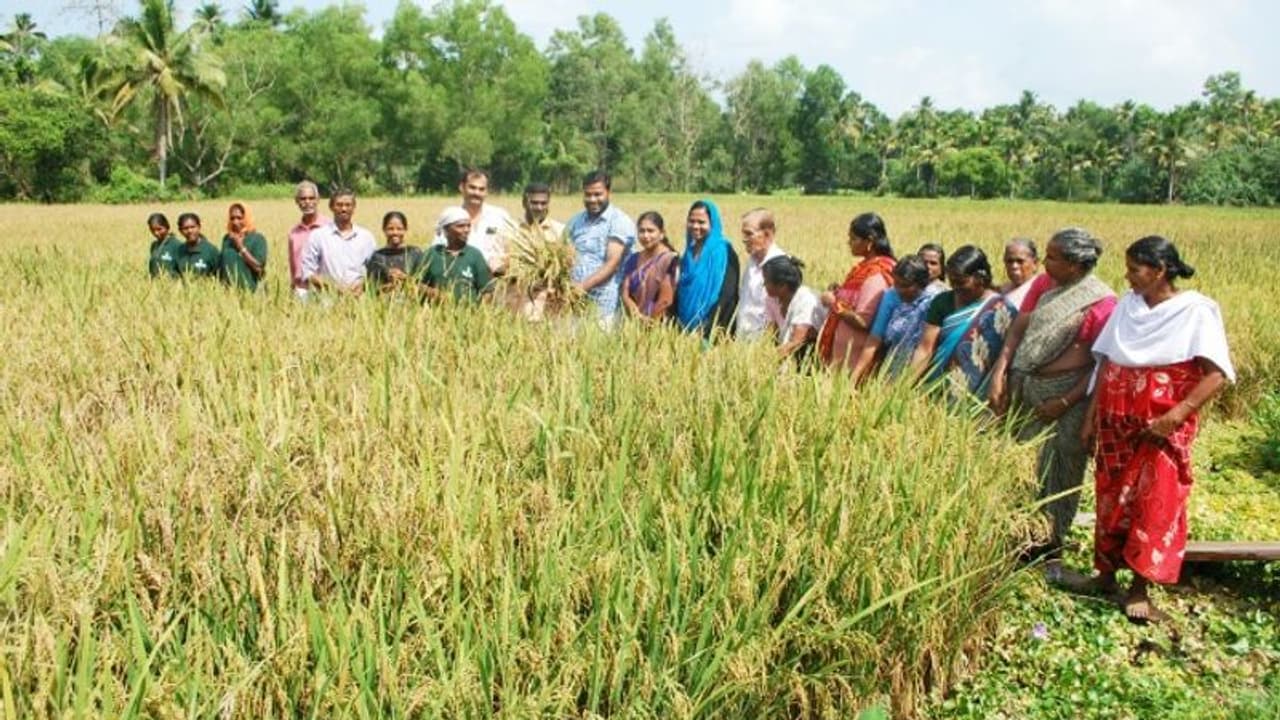 അതിജീവന കൃഷിയില് മണ്ണഞ്ചേരി ചിരട്ടക്കാട്ടുകരി പാടത്ത് വിളഞ്ഞത് പൊന്കതിര് അതിജീവന കൃഷിയില് മണ്ണഞ്ചേരി ചിരട്ടക്കാട്ടുകരി പാടത്ത് വിളഞ്ഞത് പൊന്കതിര്