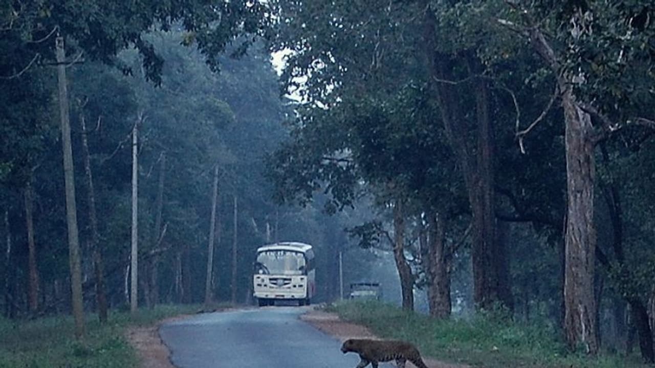 ನಾಗರಹೊಳೆಯಲ್ಲಿ ಅರ್ಧ ಕಿ.ಮೀ.ಗೊಂದು ಹಂಪ್ ನಾಗರಹೊಳೆಯಲ್ಲಿ ಅರ್ಧ ಕಿ.ಮೀ.ಗೊಂದು ಹಂಪ್