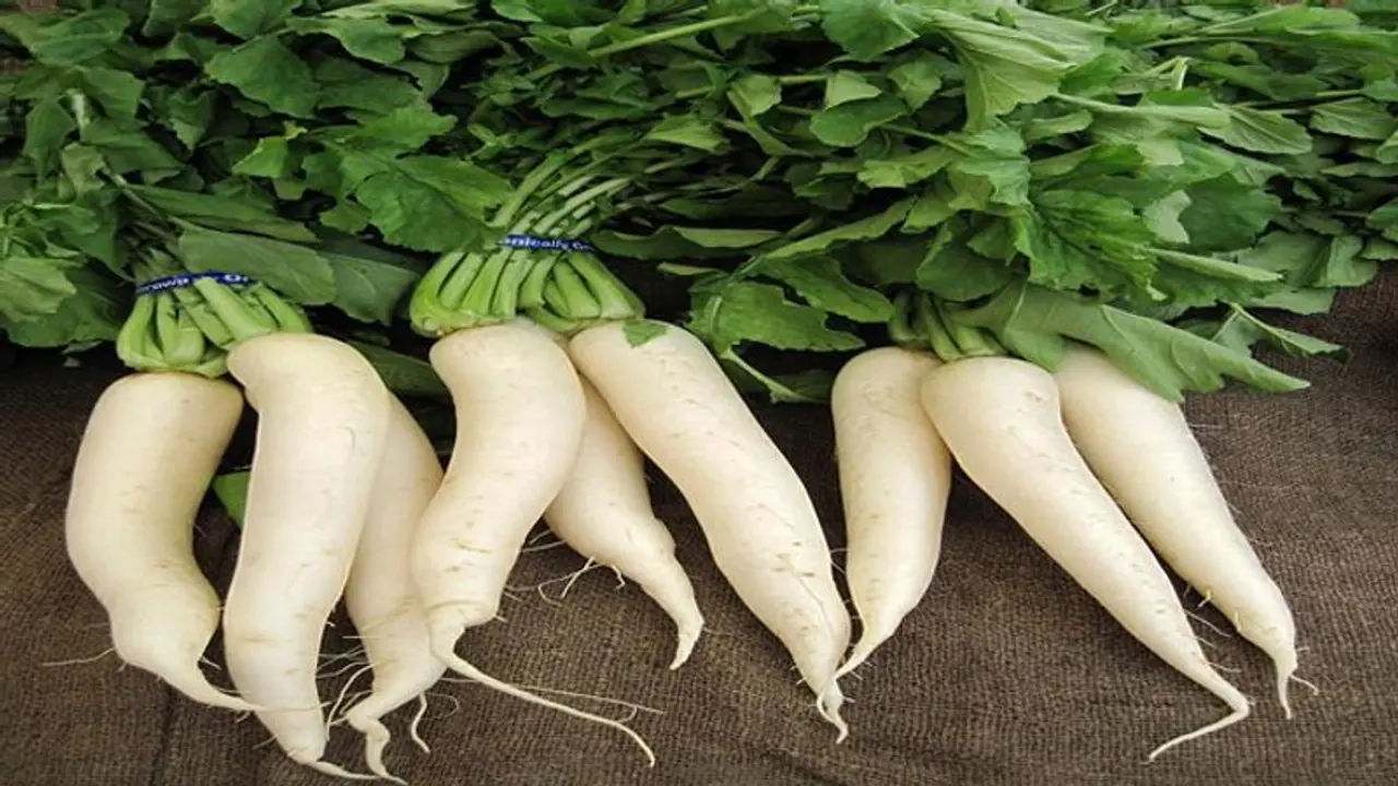 ಮೂಲಂಗಿಯೊಂದಿಗೆ ಇದನ್ನು ಸೇವಿಸಿದರೆ ಆರೋಗ್ಯಕ್ಕೆ ಕುತ್ತು... ಮೂಲಂಗಿಯೊಂದಿಗೆ ಇದನ್ನು ಸೇವಿಸಿದರೆ ಆರೋಗ್ಯಕ್ಕೆ ಕುತ್ತು...