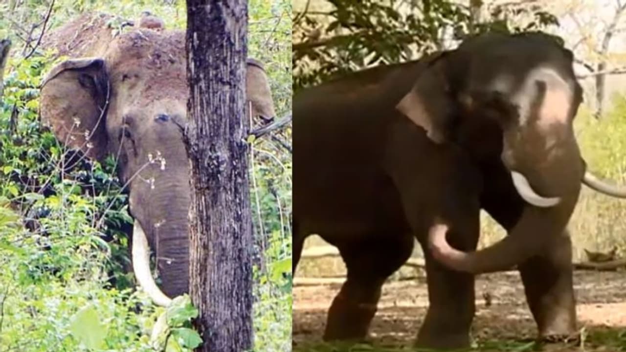 വടക്കനാട് കൊമ്പന്റെ ആരോഗ്യസ്ഥിതി മോശം; പിടികൂടാനുള്ള ശ്രമം വനംവകുപ്പ് താൽകാലികമായി നിർത്തിവെച്ചു വടക്കനാട് കൊമ്പന്റെ ആരോഗ്യസ്ഥിതി മോശം; പിടികൂടാനുള്ള ശ്രമം വനംവകുപ്പ് താൽകാലികമായി നിർത്തിവെച്ചു