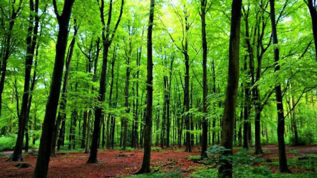 Project Vruksha: Tree census yet to start in Bengaluru due to BBMP apathy