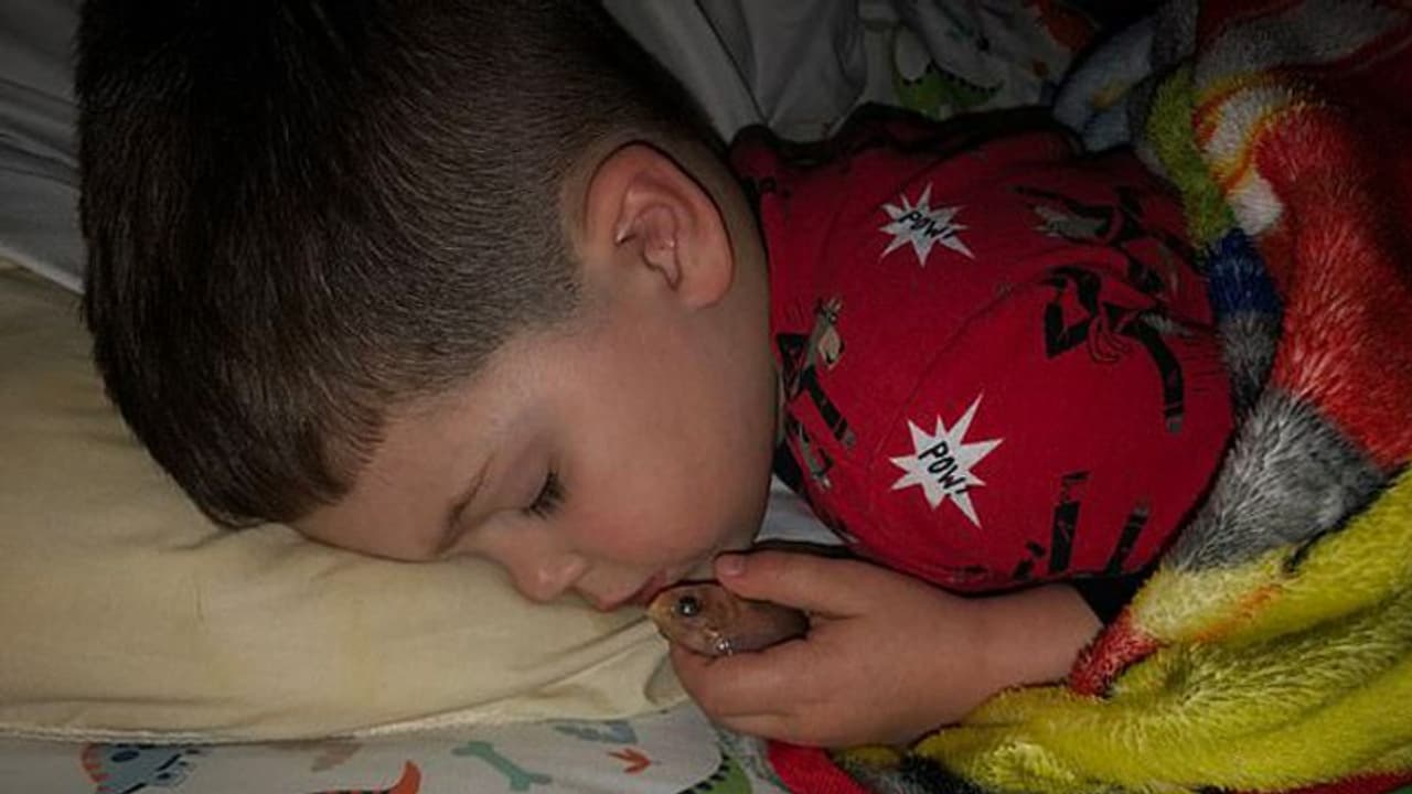 ഗോള്ഡ് ഫിഷിനോട് പ്രിയം; അക്വേറിയത്തില് നിന്നെടുത്ത് കൂടെക്കിടത്തിയുറക്കി നാല് വയസ്സുകാരന് ഗോള്ഡ് ഫിഷിനോട് പ്രിയം; അക്വേറിയത്തില് നിന്നെടുത്ത് കൂടെക്കിടത്തിയുറക്കി നാല് വയസ്സുകാരന്