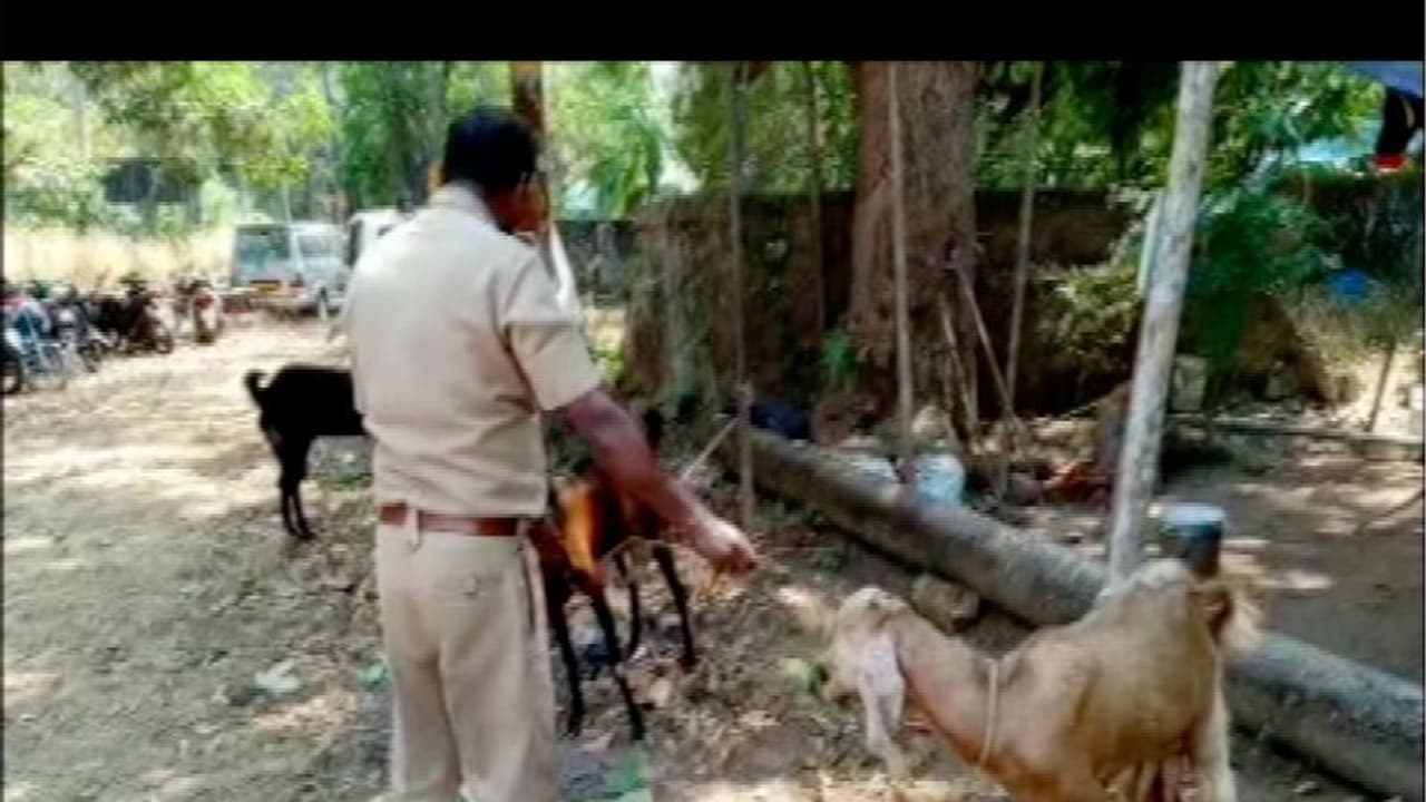 ജമ്നപ്യാരി ആടുകളെ മോഷ്ടിക്കുന്നയാള് തൃശൂരില് അറസ്റ്റില് ജമ്നപ്യാരി ആടുകളെ മോഷ്ടിക്കുന്നയാള് തൃശൂരില് അറസ്റ്റില്