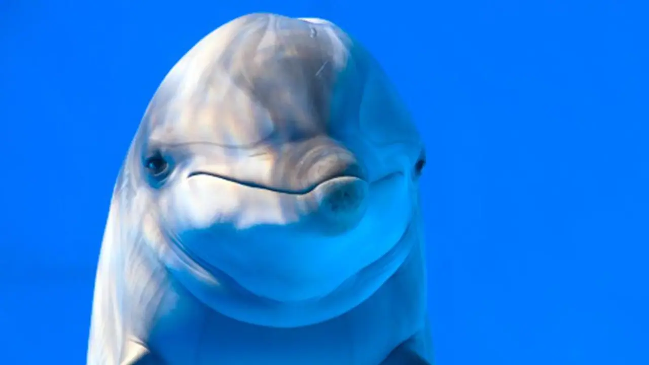 Inspired by PM Modi’s speech, Mangaluru to have dolphin conservation project soon Inspired by PM Modi’s speech, Mangaluru to have dolphin conservation project soon