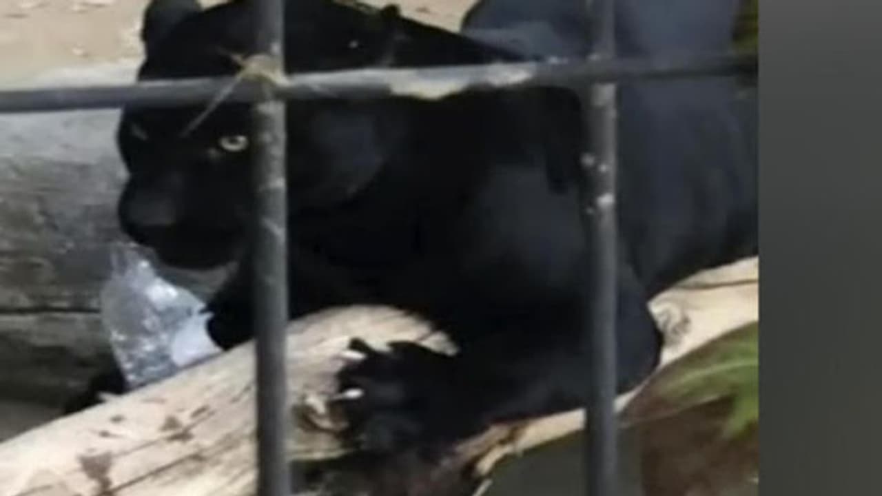 മൃഗശാലയുടെ കൂടിന് മുകളിൽ കയറി സെൽഫി; യുവതിയെ കരിമ്പുലി പിടിച്ചു വീഡിയോ മൃഗശാലയുടെ കൂടിന് മുകളിൽ കയറി സെൽഫി; യുവതിയെ കരിമ്പുലി പിടിച്ചു വീഡിയോ