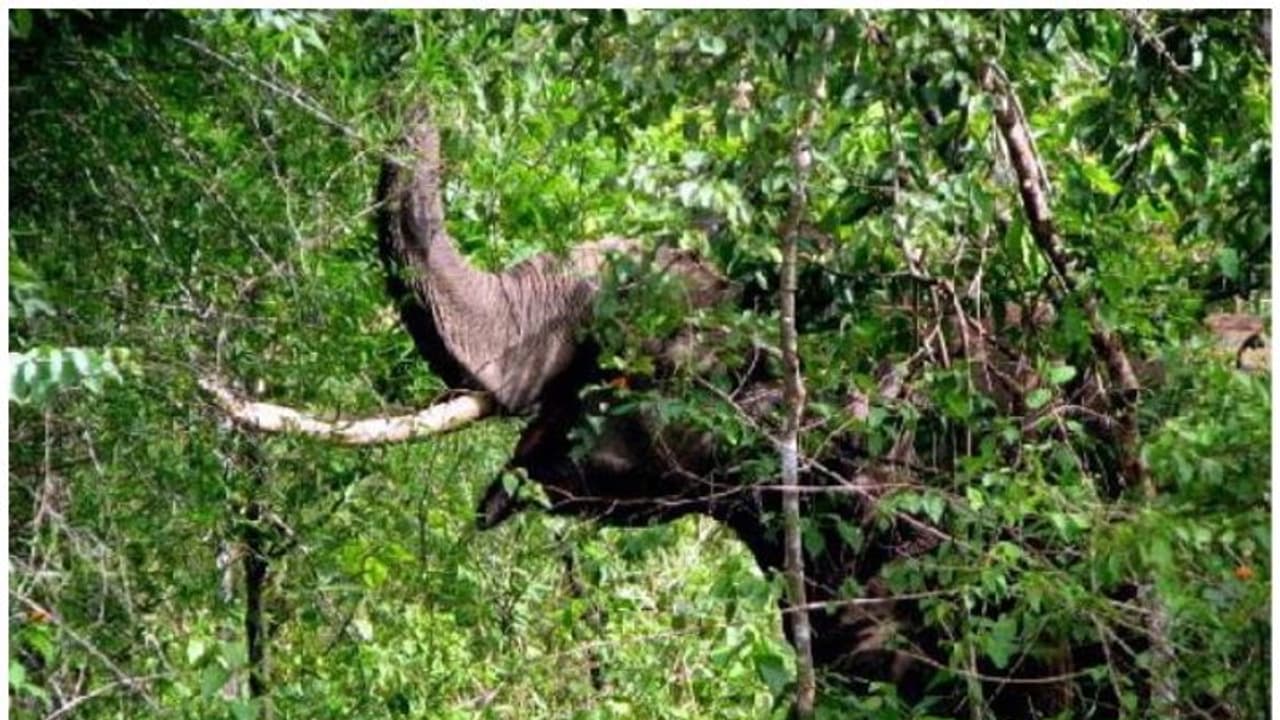 പനമരത്ത് വീണ്ടും കാട്ടാന ഇറങ്ങി; ആക്രമണത്തിൽ ആറ് വനംവകുപ്പ് ഉദ്യോഗസ്ഥര്ക്ക് പരിക്ക് പനമരത്ത് വീണ്ടും കാട്ടാന ഇറങ്ങി; ആക്രമണത്തിൽ ആറ് വനംവകുപ്പ് ഉദ്യോഗസ്ഥര്ക്ക് പരിക്ക്