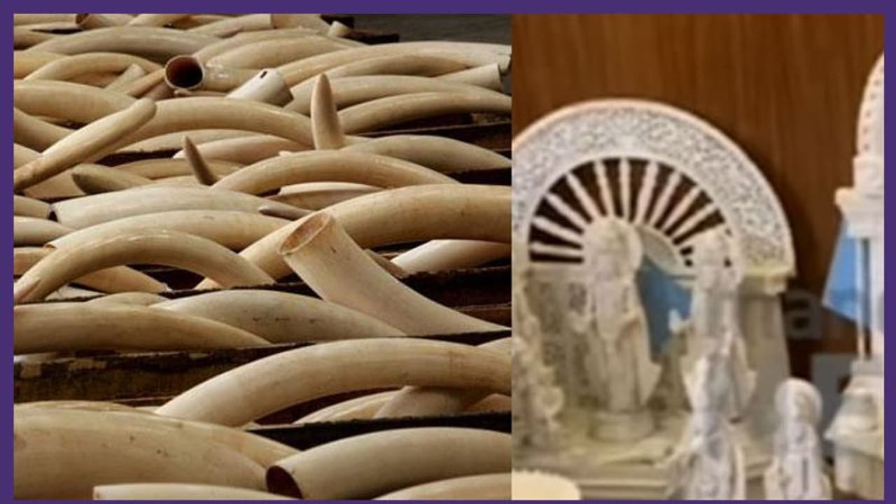 ഇടമലയാർ ആനവേട്ടക്കേസ്: മുഖ്യപ്രതി തങ്കച്ചിയുടെ ഭർത്താവും മകളും ആനക്കൊമ്പ് ശിൽപ്പങ്ങളുമായി പിടിയിൽ