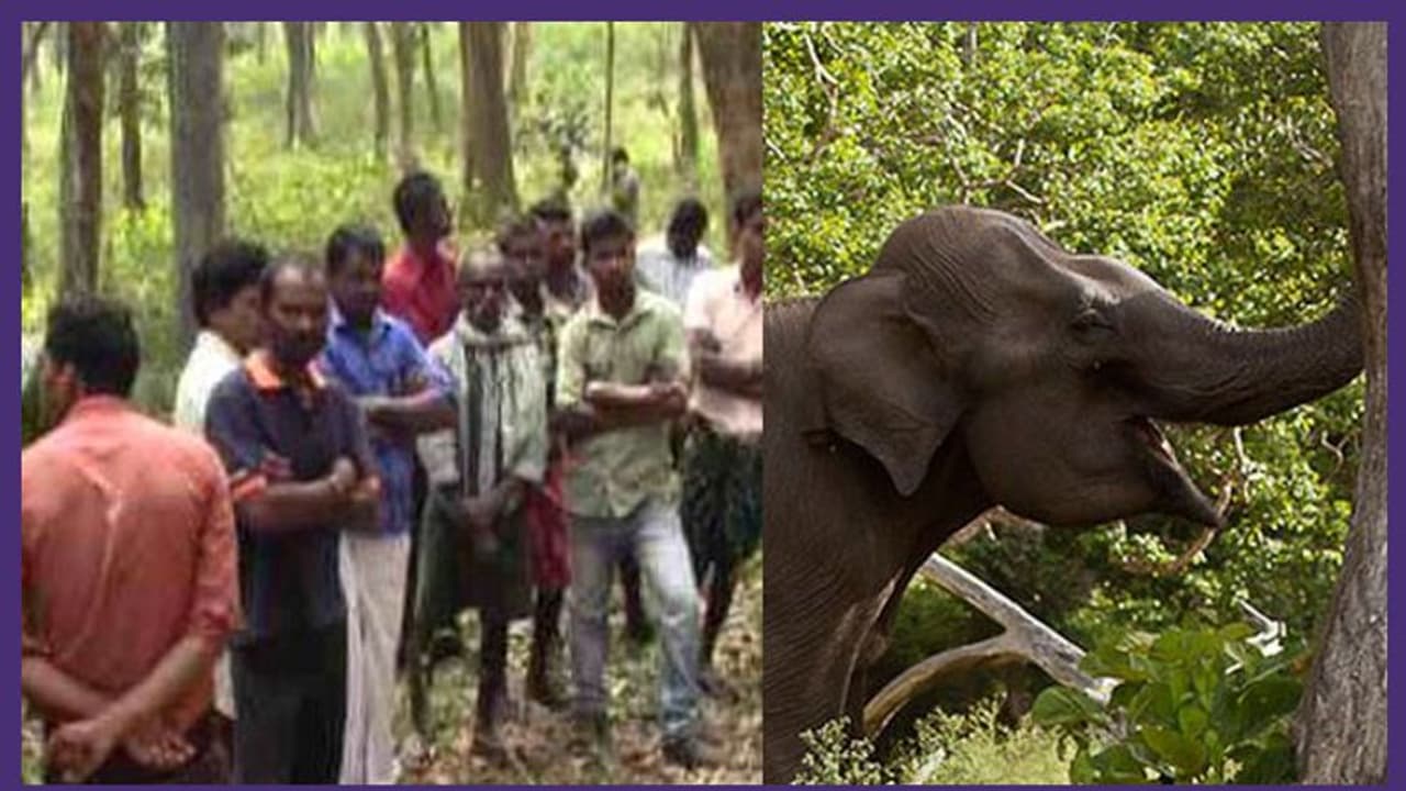 വയനാട്ടില് ജനവാസകേന്ദ്രത്തിൽ ഇറങ്ങിയ കാട്ടാനയെ തിരികെ കാട്ടിലേക്ക് കയറ്റി വയനാട്ടില് ജനവാസകേന്ദ്രത്തിൽ ഇറങ്ങിയ കാട്ടാനയെ തിരികെ കാട്ടിലേക്ക് കയറ്റി