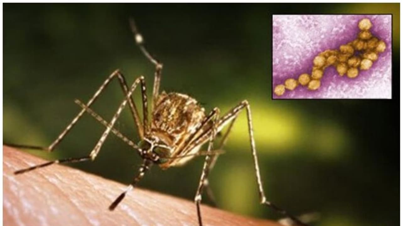 വെസ്റ്റ് നൈല് പനി: രണ്ടാം ഘട്ട പരിശോധനയിലും കാക്കകളില് വൈറസ് കണ്ടെത്താനായില്ല വെസ്റ്റ് നൈല് പനി: രണ്ടാം ഘട്ട പരിശോധനയിലും കാക്കകളില് വൈറസ് കണ്ടെത്താനായില്ല