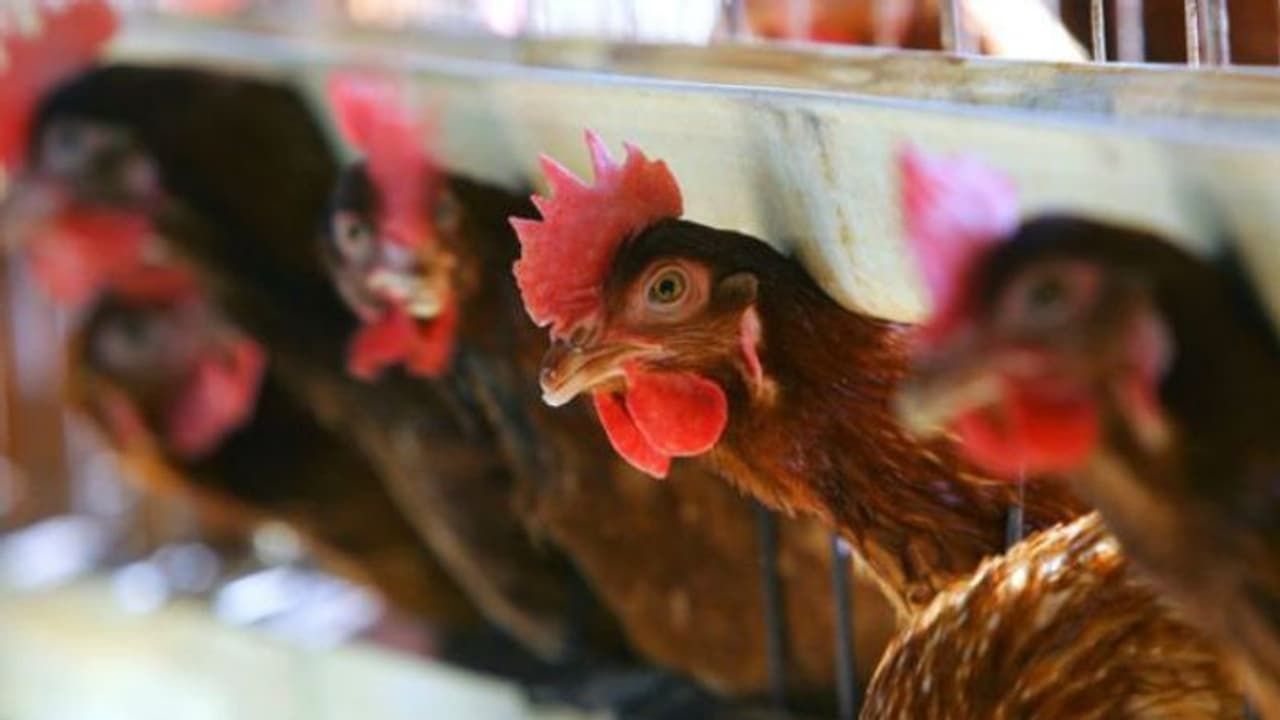 കൂട്ടില് കയറിപ്പറ്റിയ കുറുക്കനെ കൊത്തിക്കൊന്ന് കോഴികള്! കൂട്ടില് കയറിപ്പറ്റിയ കുറുക്കനെ കൊത്തിക്കൊന്ന് കോഴികള്!