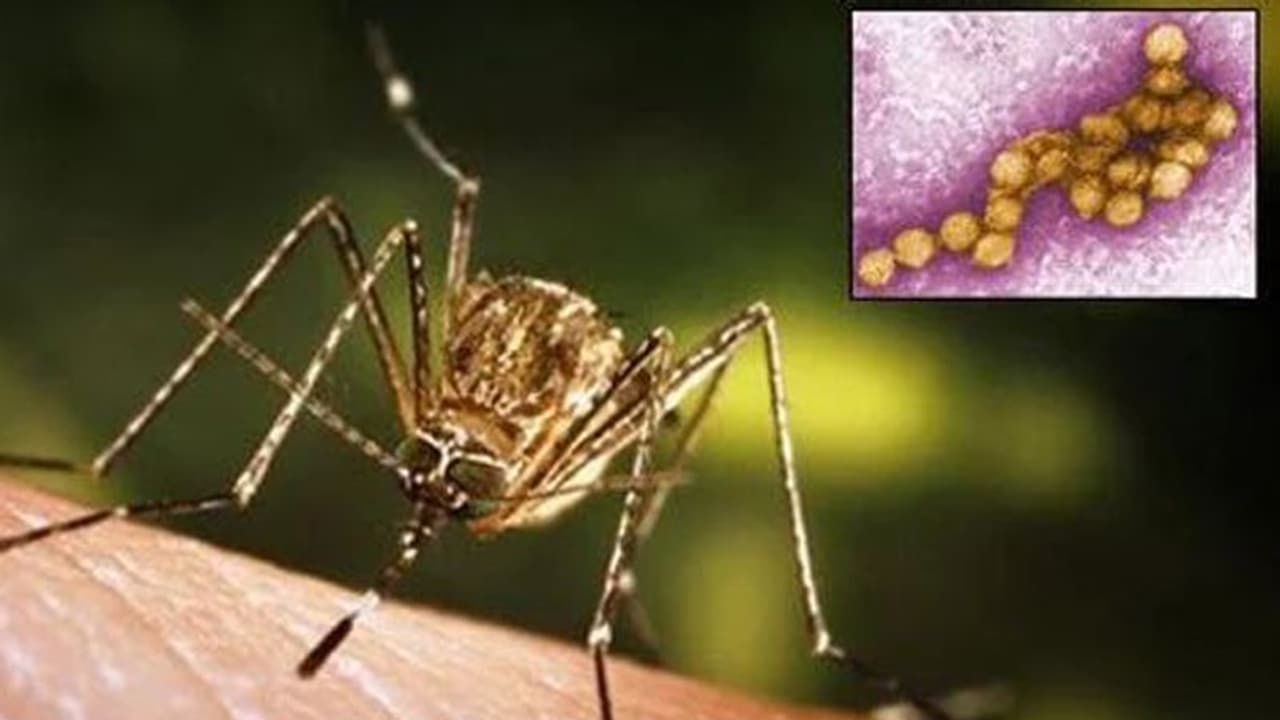 എന്താണ് വെസ്റ്റ് നൈല് പനി; ലക്ഷണങ്ങൾ ശ്രദ്ധിക്കാതെ പോകരുത് എന്താണ് വെസ്റ്റ് നൈല് പനി; ലക്ഷണങ്ങൾ ശ്രദ്ധിക്കാതെ പോകരുത്