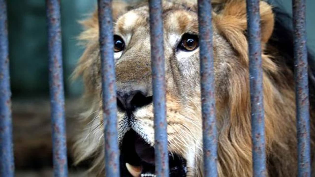 ദേശീയോദ്യാനത്തിൽ നിന്നും ഒളിച്ചോടിയ സിംഹത്തിന് ഒരു ദിവസം തടവ് ശിക്ഷ ! ദേശീയോദ്യാനത്തിൽ നിന്നും ഒളിച്ചോടിയ സിംഹത്തിന് ഒരു ദിവസം തടവ് ശിക്ഷ !