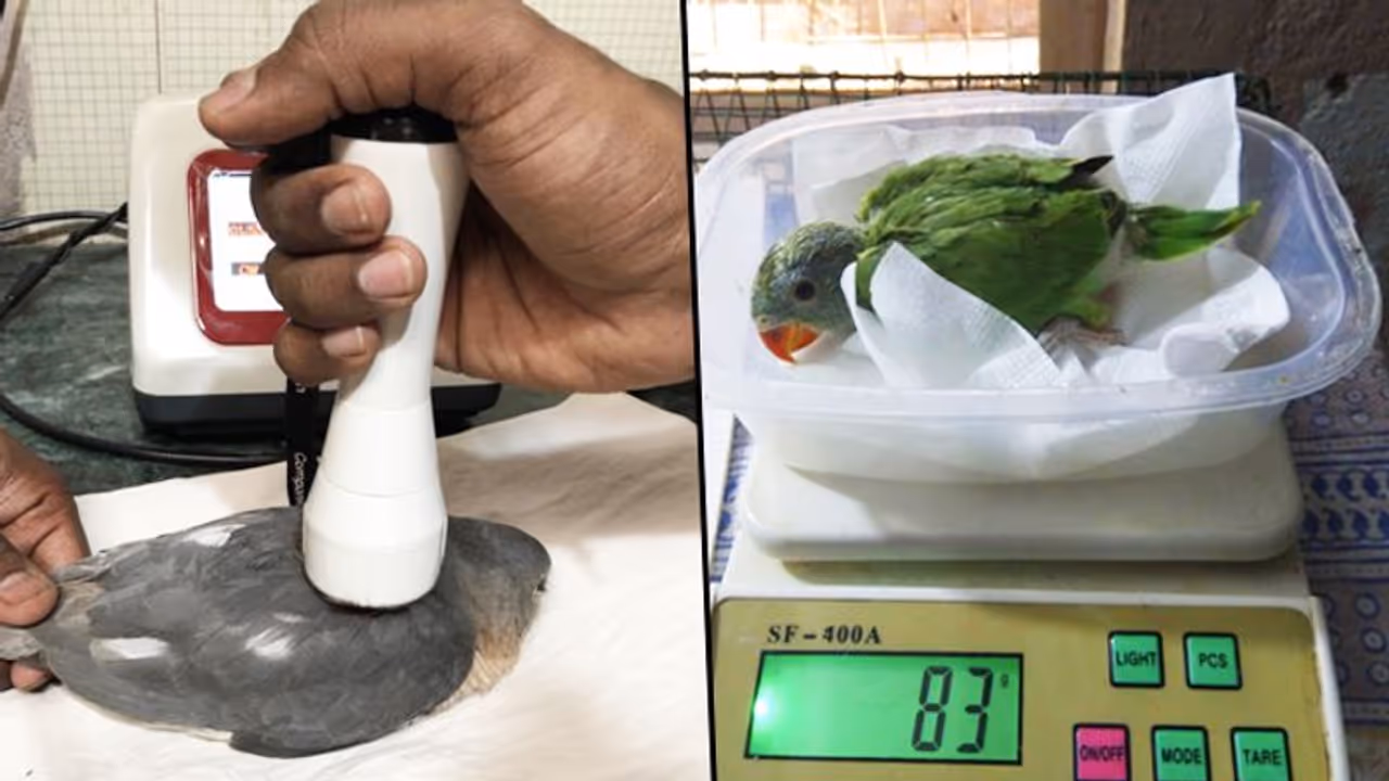 Bengaluru heat takes toll on birds: Here is experts’ advice for citizens, helpline numbers Bengaluru heat takes toll on birds: Here is experts’ advice for citizens, helpline numbers