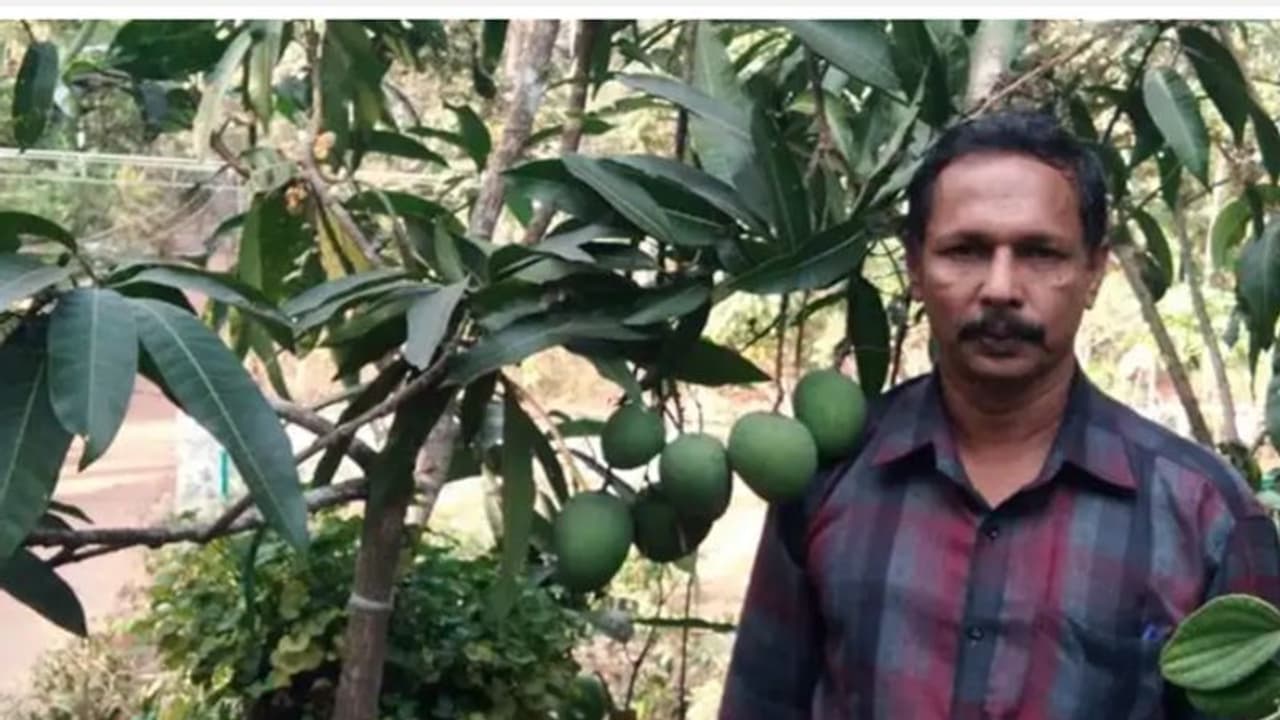 ഒരു മാവിൽ പത്ത് തരം മാമ്പഴം; അത്ഭുതമല്ലെന്ന് തെളിയിച്ച് ശിവരാജൻ ഒരു മാവിൽ പത്ത് തരം മാമ്പഴം; അത്ഭുതമല്ലെന്ന് തെളിയിച്ച് ശിവരാജൻ