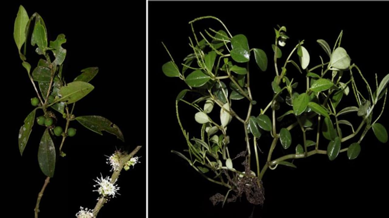 സസ്യശാസ്ത്ര ലോകത്തേക്ക് ഇടുക്കിയിൽനിന്നും രണ്ട് പുതിയ സസ്യങ്ങൾ കൂടി സസ്യശാസ്ത്ര ലോകത്തേക്ക് ഇടുക്കിയിൽനിന്നും രണ്ട് പുതിയ സസ്യങ്ങൾ കൂടി