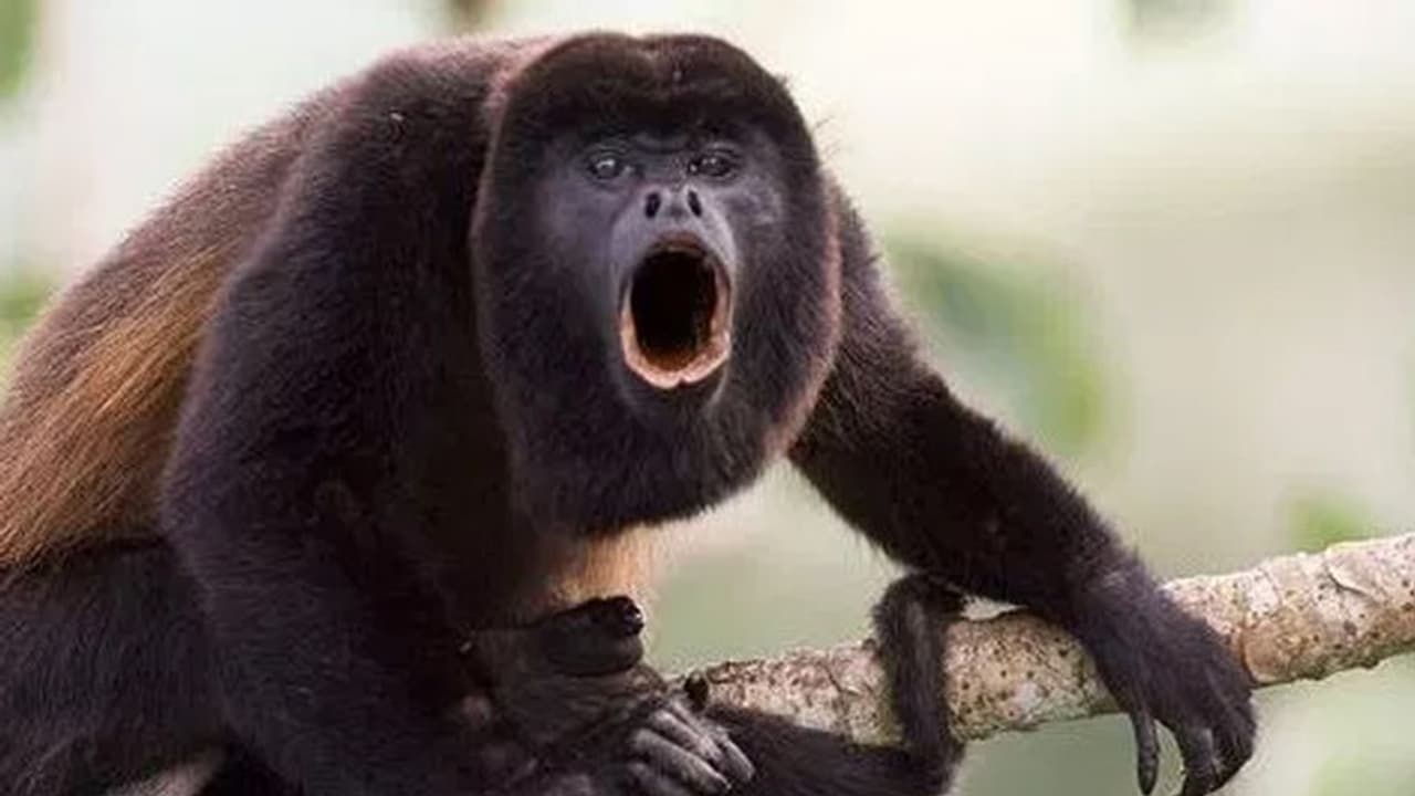 എത്ര ഒച്ചയുണ്ടോ അത്രയും പൗരുഷമുണ്ടെന്ന സങ്കൽപം തെറ്റ്; കുരങ്ങുകളുടെ ലൈംഗികശേഷിയെക്കുറിച്ച് പുതിയ പഠനം.. എത്ര ഒച്ചയുണ്ടോ അത്രയും പൗരുഷമുണ്ടെന്ന സങ്കൽപം തെറ്റ്; കുരങ്ങുകളുടെ ലൈംഗികശേഷിയെക്കുറിച്ച് പുതിയ പഠനം..