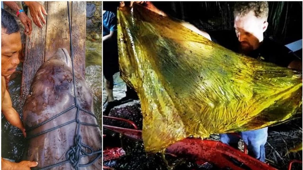 ചത്ത തിമിംഗലത്തിന്റെ വയറില് നിന്ന് പുറത്തെടുത്തത് 40 കിലോ പ്ലാസ്റ്റിക്ക് ചത്ത തിമിംഗലത്തിന്റെ വയറില് നിന്ന് പുറത്തെടുത്തത് 40 കിലോ പ്ലാസ്റ്റിക്ക്