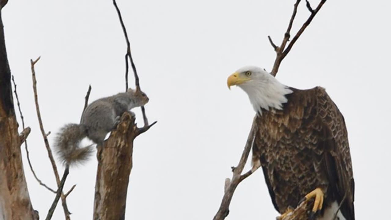 എന്നോടാ കളി... ഈ ഫോട്ടോയിലെ താരം പരുന്തല്ല, അണ്ണാനാണ് എന്നോടാ കളി... ഈ ഫോട്ടോയിലെ താരം പരുന്തല്ല, അണ്ണാനാണ്
