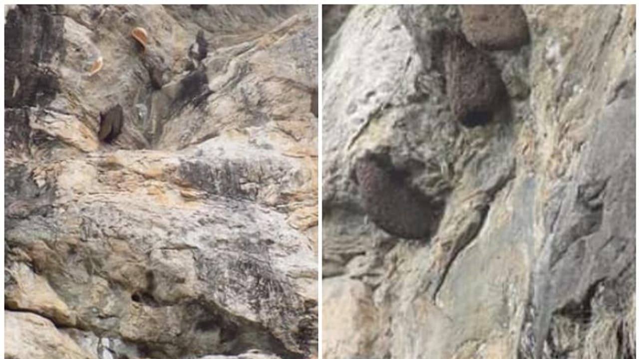 തേനീച്ചകള് സാമ്രാജ്യം കെട്ടുന്ന രാജകുമാരിയിലേക്ക് പോയാലോ..! തേനീച്ചകള് സാമ്രാജ്യം കെട്ടുന്ന രാജകുമാരിയിലേക്ക് പോയാലോ..!