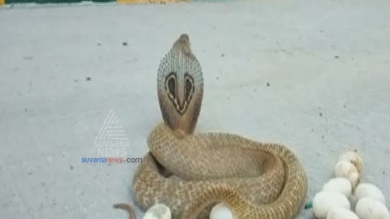 ಪ್ರಕೃತಿ ವಿಸ್ಮಯ! ನಡುರಸ್ತೆಯಲ್ಲೇ 14 ಮೊಟ್ಟೆಯಿಟ್ಟು ಅಚ್ಚರಿ ಮೂಡಿಸಿದ ನಾಗಿಣಿ