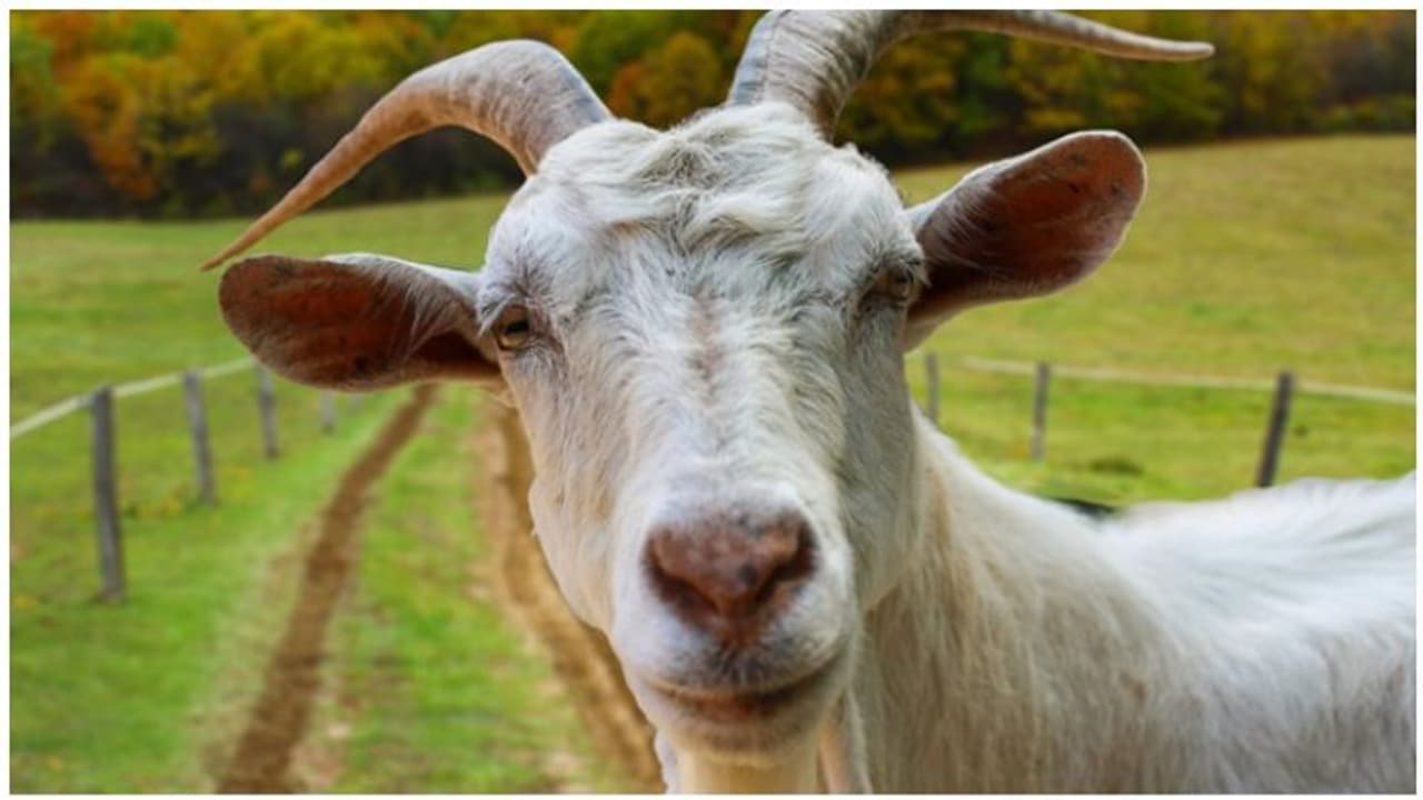 ಸ್ವಿಗ್ಗಿ, ಜೊಮ್ಯಾಟೊ ಮಾದರಿಯಲ್ಲಿ ಕುರಿ ಮಾಂಸವೂ ಮನೆ ಬಾಗಿಲಿಗೆ!