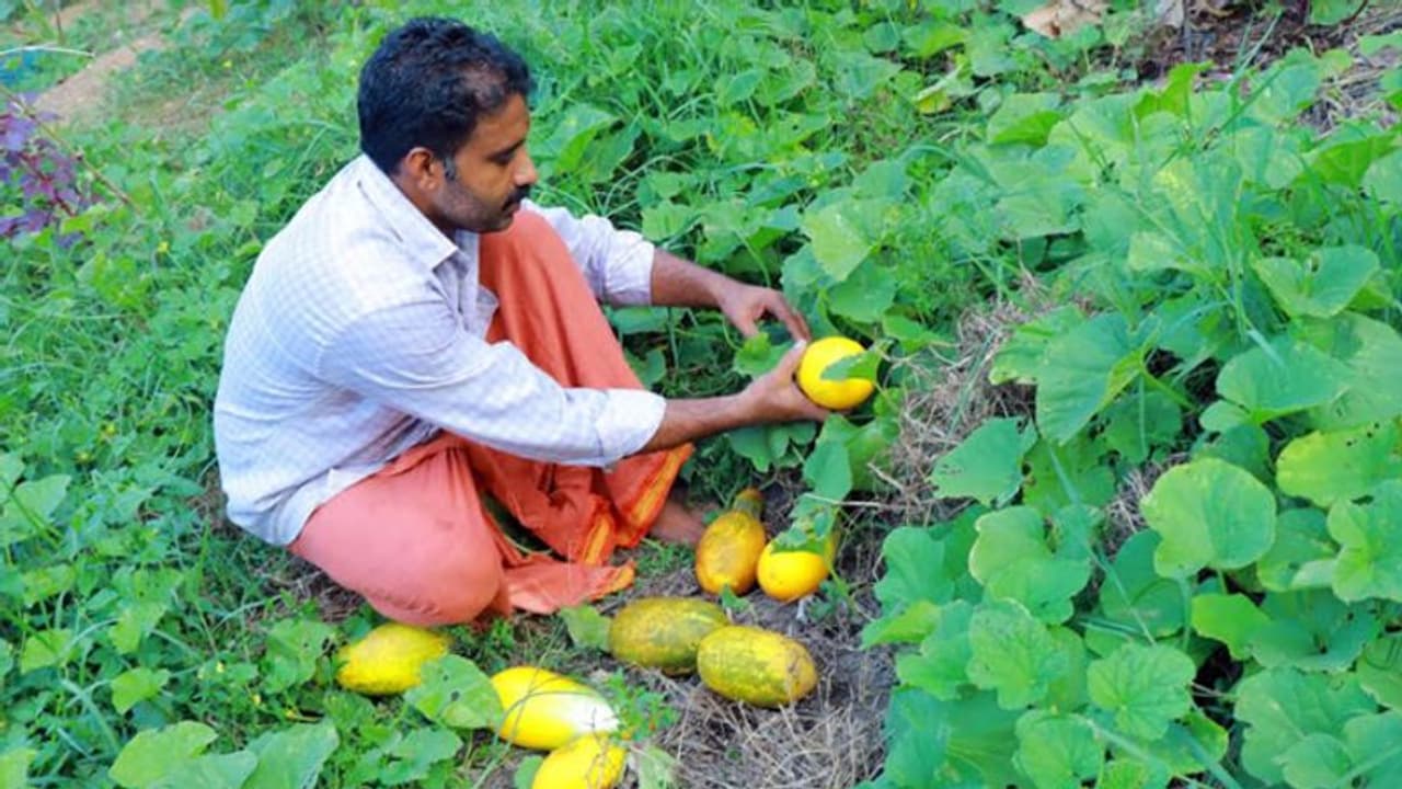 ജൈവപച്ചക്കറി കൃഷിയില് നൂറുമേനി കൊയ്ത് ശ്രീലാൽ ജൈവപച്ചക്കറി കൃഷിയില് നൂറുമേനി കൊയ്ത് ശ്രീലാൽ