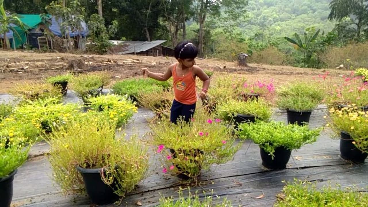 വിവിധ ഇനങ്ങളിലുള്ള പത്തുമണി ചെടിയുടെ വന്ശേഖരം; ഇത് സുജിത്രയുടെ ഉദ്യാനം വിവിധ ഇനങ്ങളിലുള്ള പത്തുമണി ചെടിയുടെ വന്ശേഖരം; ഇത് സുജിത്രയുടെ ഉദ്യാനം