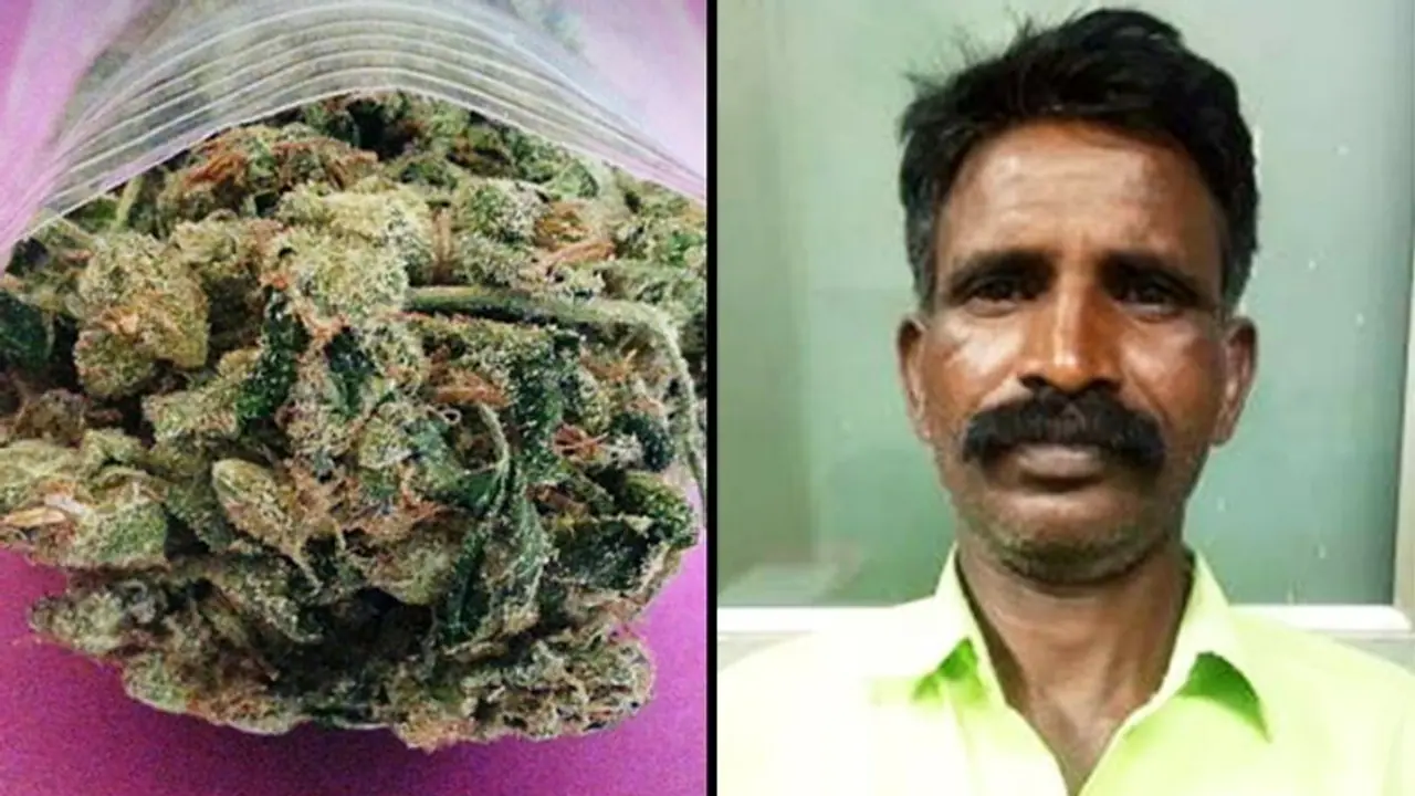CCB arrests Odisha resident, seizes Rs 7 lakh worth ganja