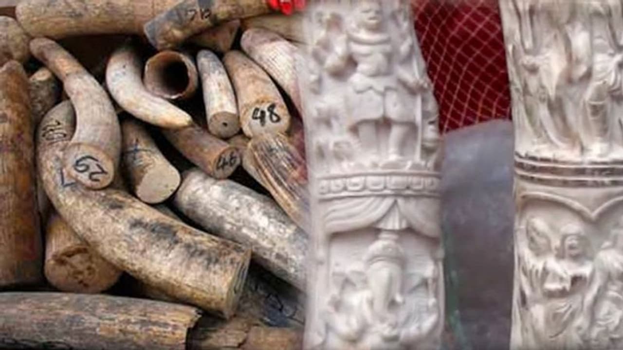 ഇടമലയാര് ആനക്കൊമ്പ് കേസ്: പ്രതികളുടെ സ്വത്ത് കണ്ടുകെട്ടി, 79.23 ലക്ഷം രൂപയുടെ സ്വത്ത് ഇടമലയാര് ആനക്കൊമ്പ് കേസ്: പ്രതികളുടെ സ്വത്ത് കണ്ടുകെട്ടി, 79.23 ലക്ഷം രൂപയുടെ സ്വത്ത്