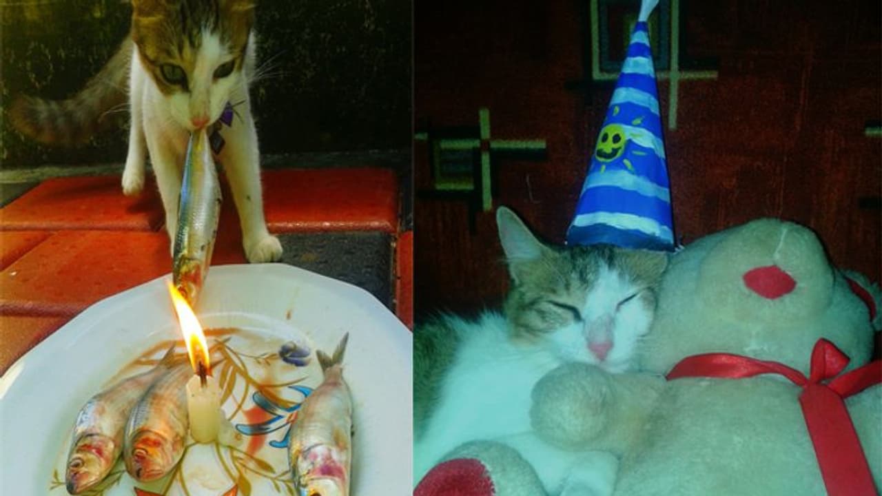 മീനും മെഴുകുതിരിയുമായി പൂച്ചയ്ക്ക് പിറന്നാള്; ഇത്, മരിച്ചിട്ടും മറക്കാനാവാത്ത പൂച്ച സ്നേഹം... മീനും മെഴുകുതിരിയുമായി പൂച്ചയ്ക്ക് പിറന്നാള്; ഇത്, മരിച്ചിട്ടും മറക്കാനാവാത്ത പൂച്ച സ്നേഹം...