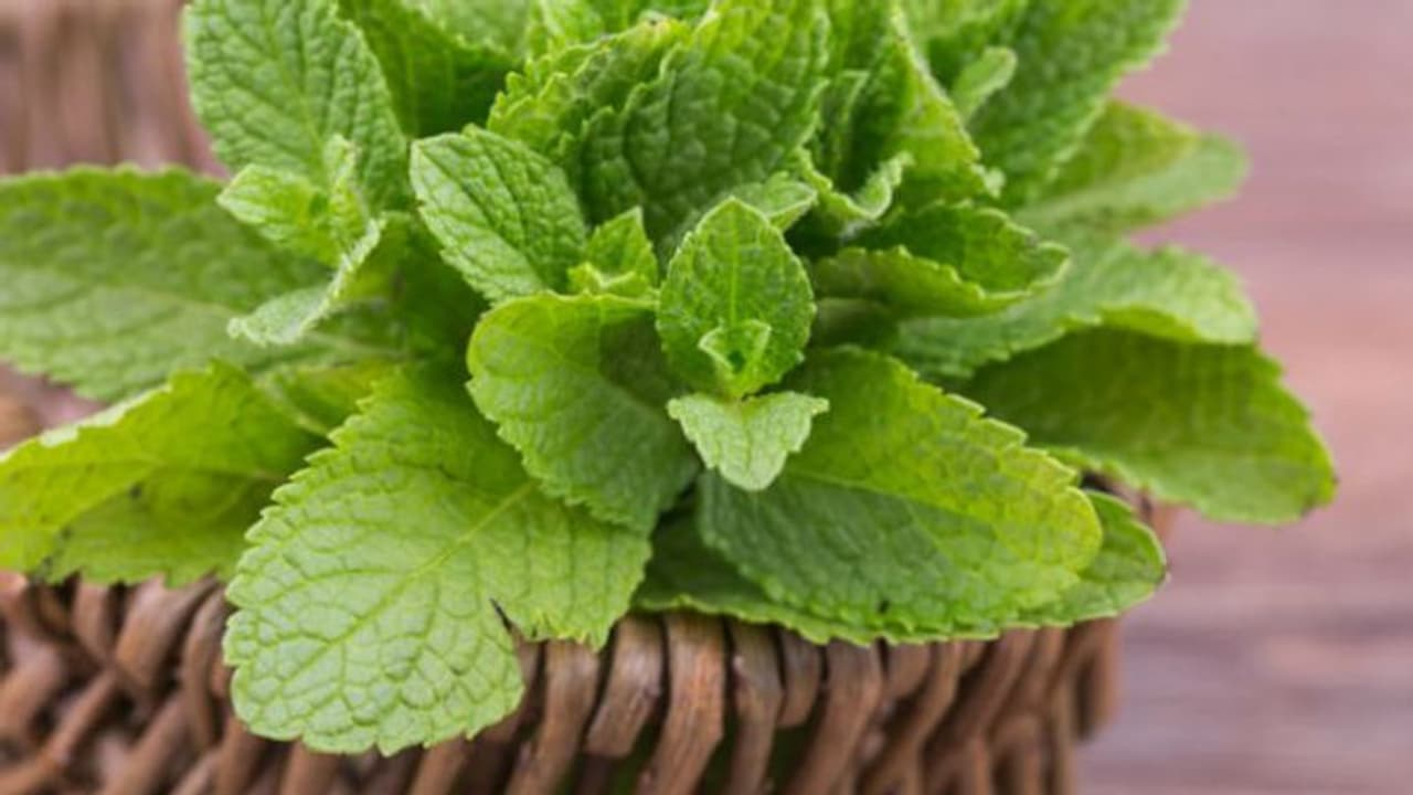 పుదీనాతో అద్భుతమైన ఆరోగ్య ప్రయోజనాలు పుదీనాతో అద్భుతమైన ఆరోగ్య ప్రయోజనాలు