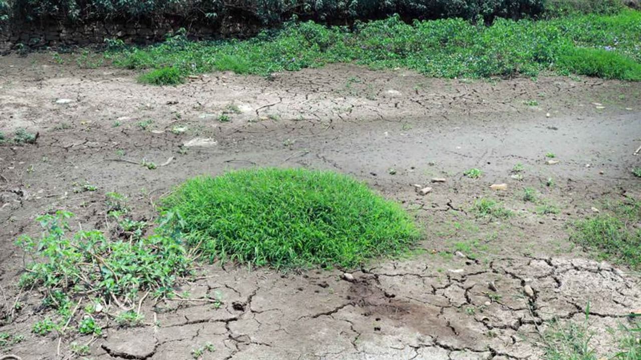 അപ്പര് കുട്ടനാട്ടില് ഒരുകാലത്തും വറ്റാത്ത തോടുകളും വറ്റിവരണ്ടു; കര്ഷകര് പ്രതിസന്ധിയില് അപ്പര് കുട്ടനാട്ടില് ഒരുകാലത്തും വറ്റാത്ത തോടുകളും വറ്റിവരണ്ടു; കര്ഷകര് പ്രതിസന്ധിയില്