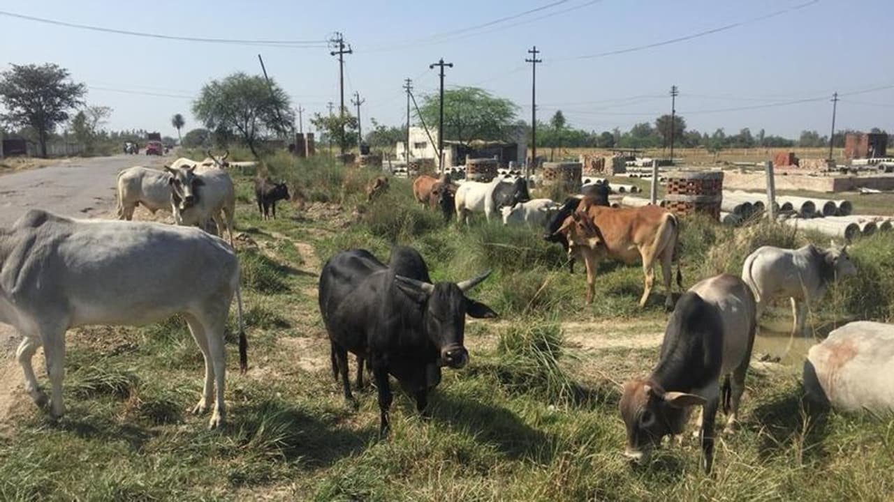 పశువులు కూరగాయల మొక్కలు మేశాయని.. దళితుడిని స్తంభానికి కట్టి చిత్రహింసలు.. 