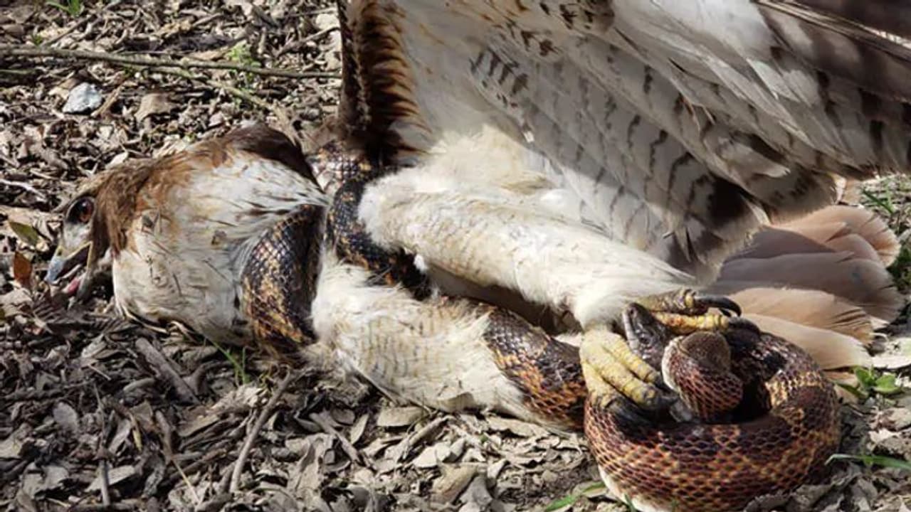 ಕ್ಯಾಮರಾದಲ್ಲಿ ಸೆರೆಯಾಯ್ತು ಹಾವು ಗಿಡುಗನ ಕಾಳಗ: ಜೀವನ್ಮರಣದ ಹೋರಾಟದಲ್ಲಿ ಗೆದ್ದವರಾರು?