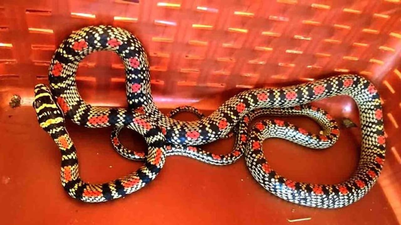 ಉಡುಪಿಯಲ್ಲಿ ಪತ್ತೆಯಾಯ್ತು ಅಪರೂಪದ ಹಾವು ಉಡುಪಿಯಲ್ಲಿ ಪತ್ತೆಯಾಯ್ತು ಅಪರೂಪದ ಹಾವು