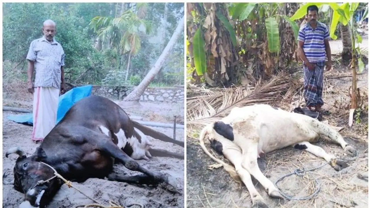 இப்படியும் நடக்குமா…? சாக்லேட் சாப்பிட்ட 2 பசுமாடுகள் திடீர் பலி…! வருவாய்த்துறை தீவிர விசாரணை