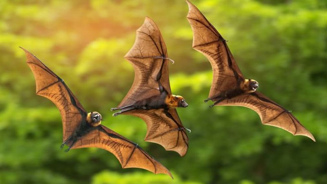 ICMR study detects presence of coronaviruses in two Indian bat species
