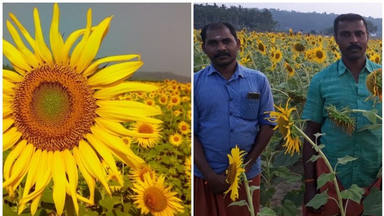 വയനാട്ടിലും പൂത്തുലഞ്ഞു സൂര്യകാന്തി ശോഭ; യുവകര്ഷകരുടെ വിജയം വയനാട്ടിലും പൂത്തുലഞ്ഞു സൂര്യകാന്തി ശോഭ; യുവകര്ഷകരുടെ വിജയം