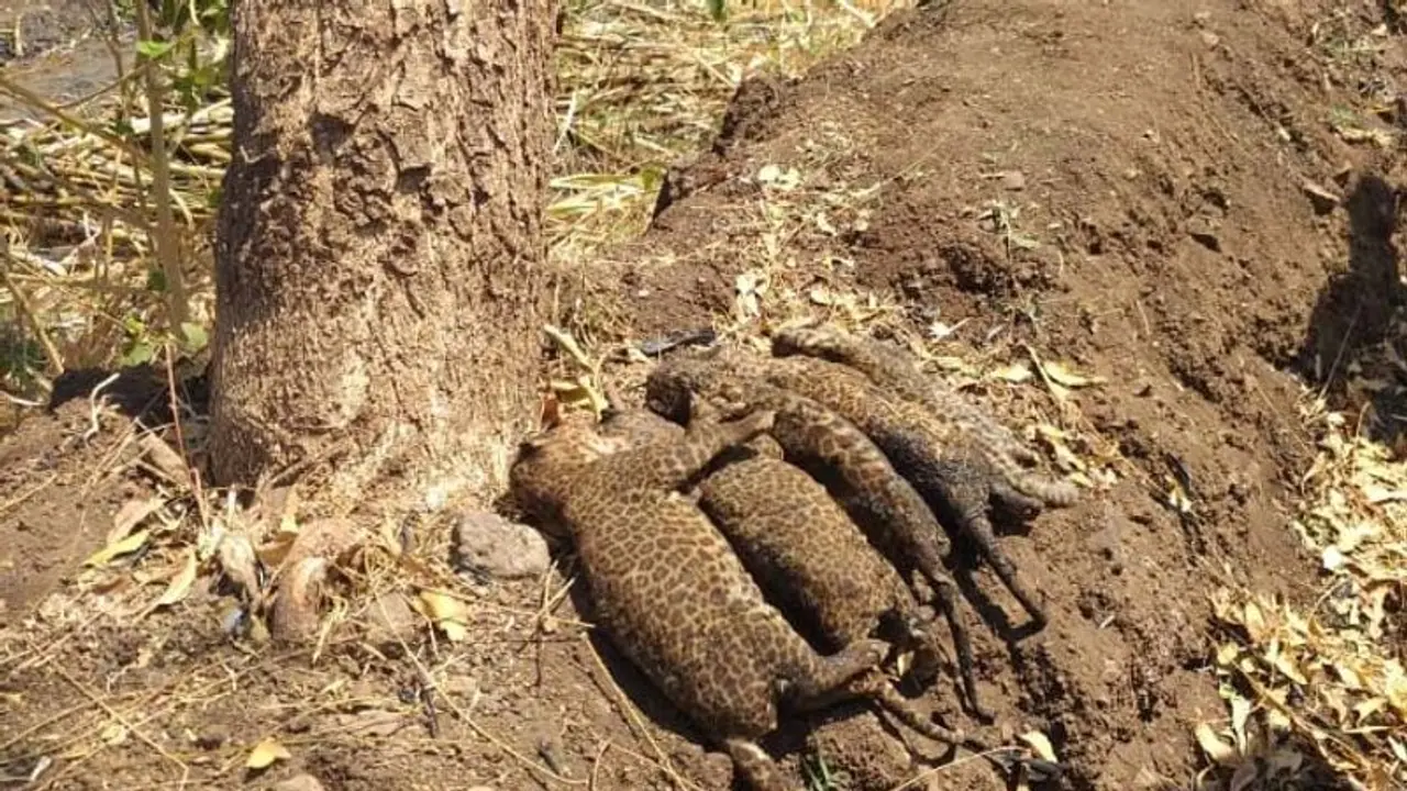 పాముందని పొలానికి నిప్పు: ఐదు చిరుత పిల్లలు సజీవదహనం పాముందని పొలానికి నిప్పు: ఐదు చిరుత పిల్లలు సజీవదహనం