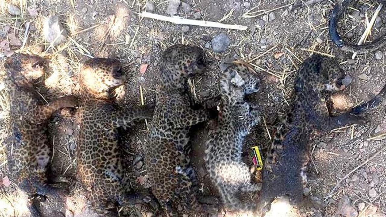 പാമ്പിനെ തുരത്താൻ കരിമ്പിൻ തോട്ടത്തിന് തീയിട്ടു; ഒടുവിൽ വെന്തമർന്നത് അഞ്ച് പുലി കുഞ്ഞുങ്ങള് പാമ്പിനെ തുരത്താൻ കരിമ്പിൻ തോട്ടത്തിന് തീയിട്ടു; ഒടുവിൽ വെന്തമർന്നത് അഞ്ച് പുലി കുഞ്ഞുങ്ങള്