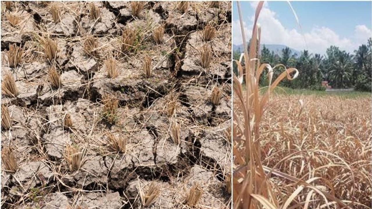 വെള്ളമൊഴിച്ചിട്ടും കാര്യമില്ല; കടുത്ത വേനലിൽ കരിഞ്ഞുണങ്ങി മറയൂരിലെ പച്ചക്കറിക്കൃഷി